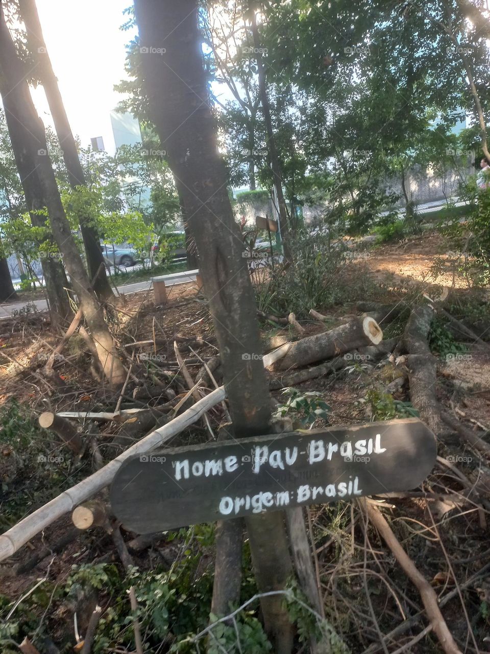 Pau-brasil é uma árvore nativa  do Brasil e sua exploração  foi a primeira atividade econômica  realizada  pelos portugueses, quando chegaram, aqui no século XVI. A  exploração  dessa  foi  árvore foi tão  intensa, que quase foi extinta.