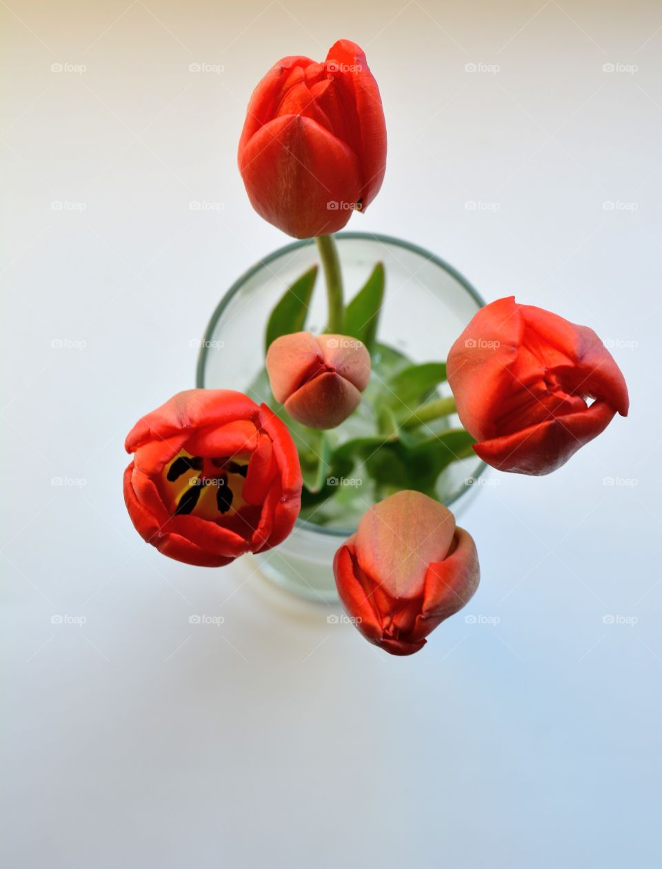 red tulips flowers in the vase top view white background