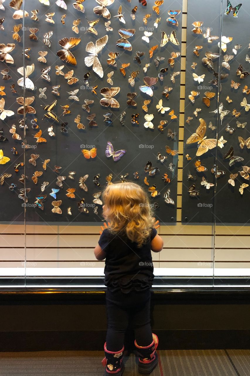 Learning about butterflies