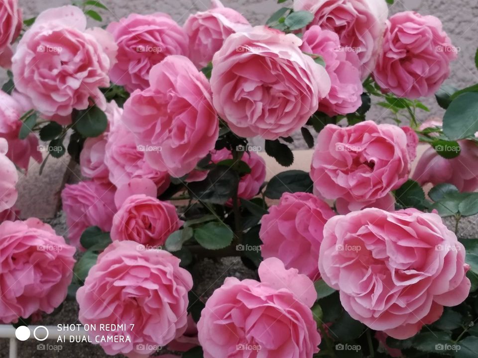 Pink Roses