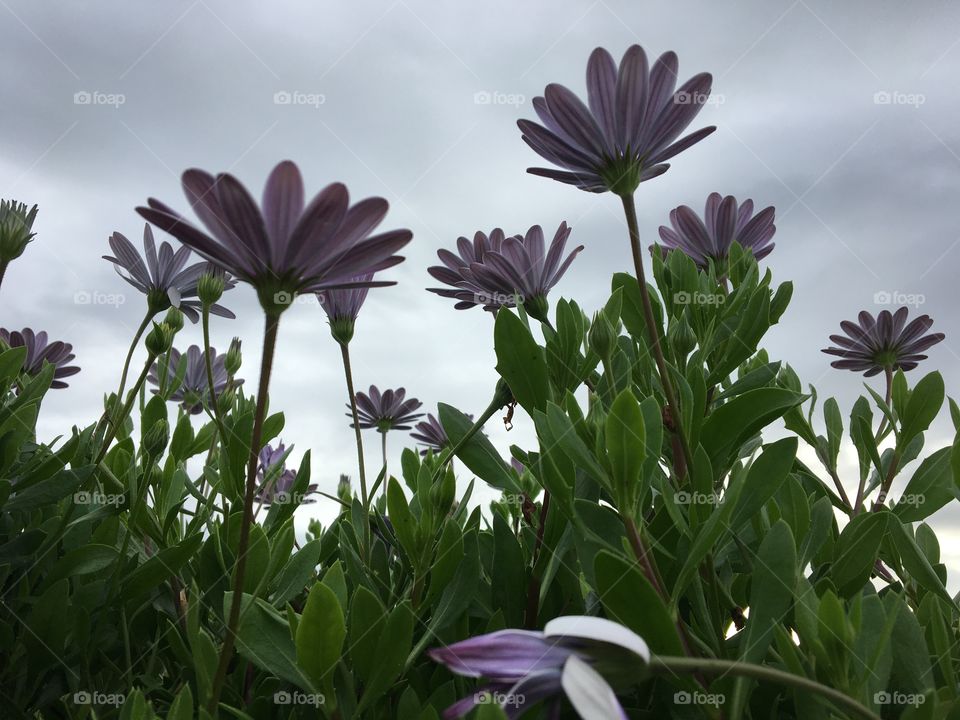 African daisies from below 