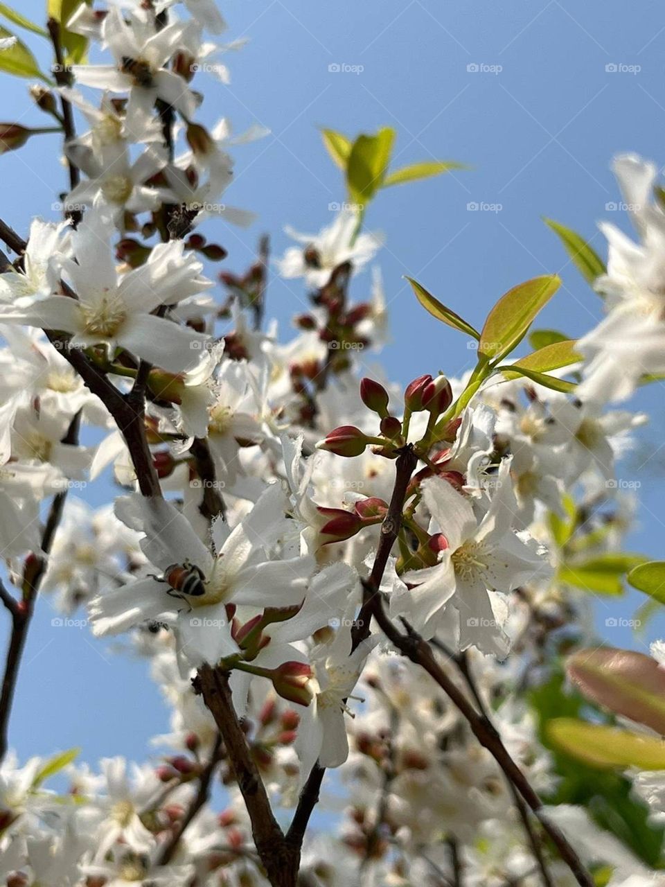  🐦🐝Birds & Bees- Nature in Motion.