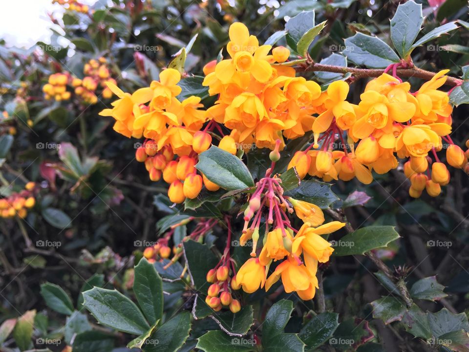 Fence of flowers