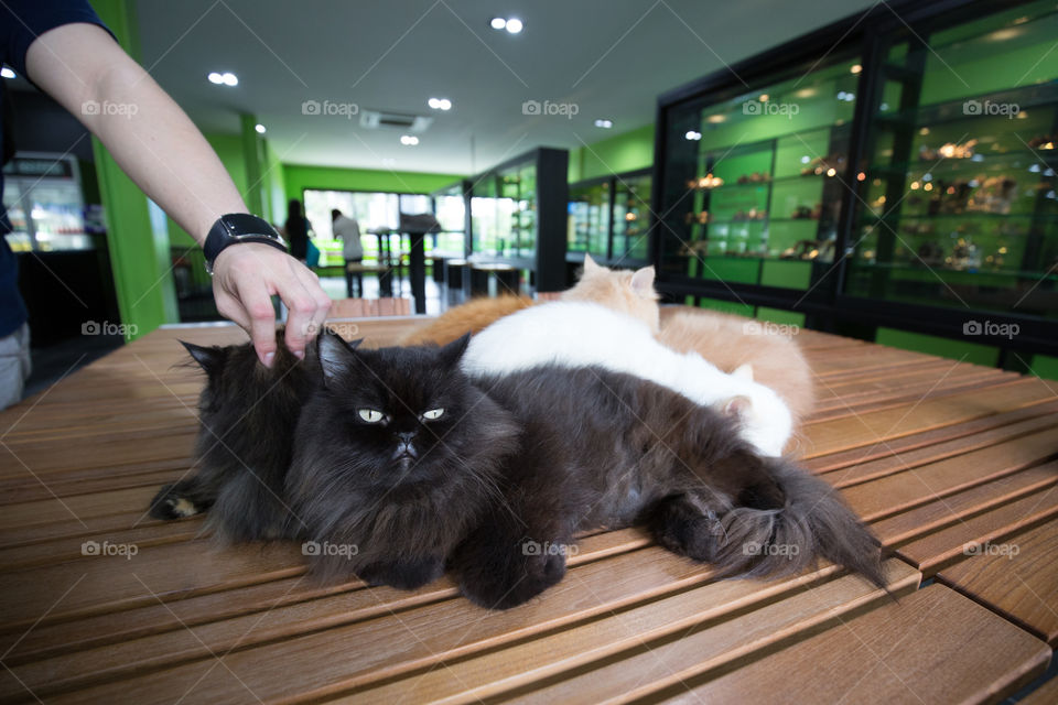 Cat on the table