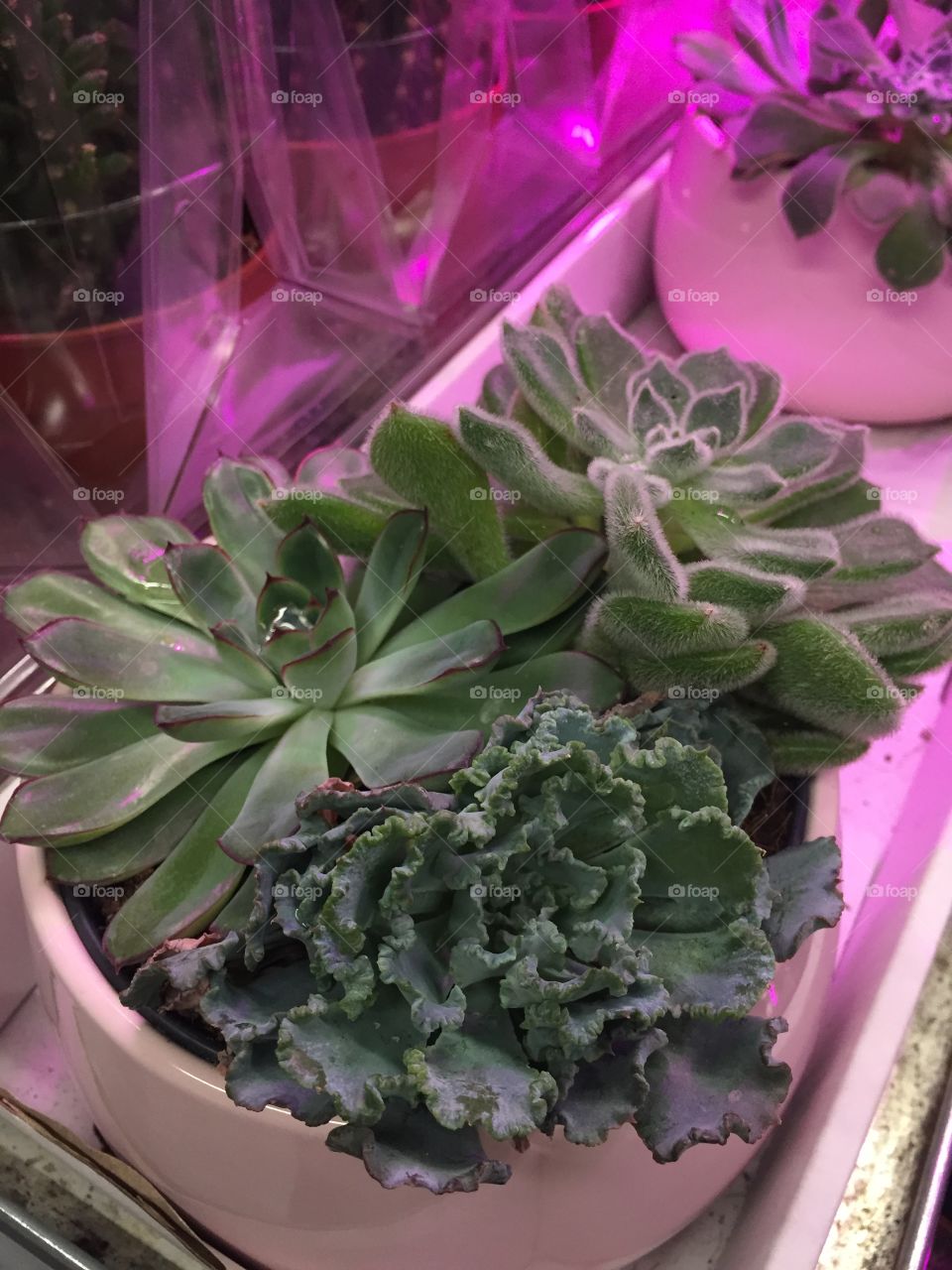 Succulents