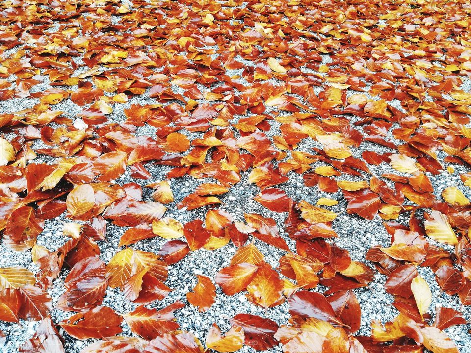 Carpet of autumn leaves