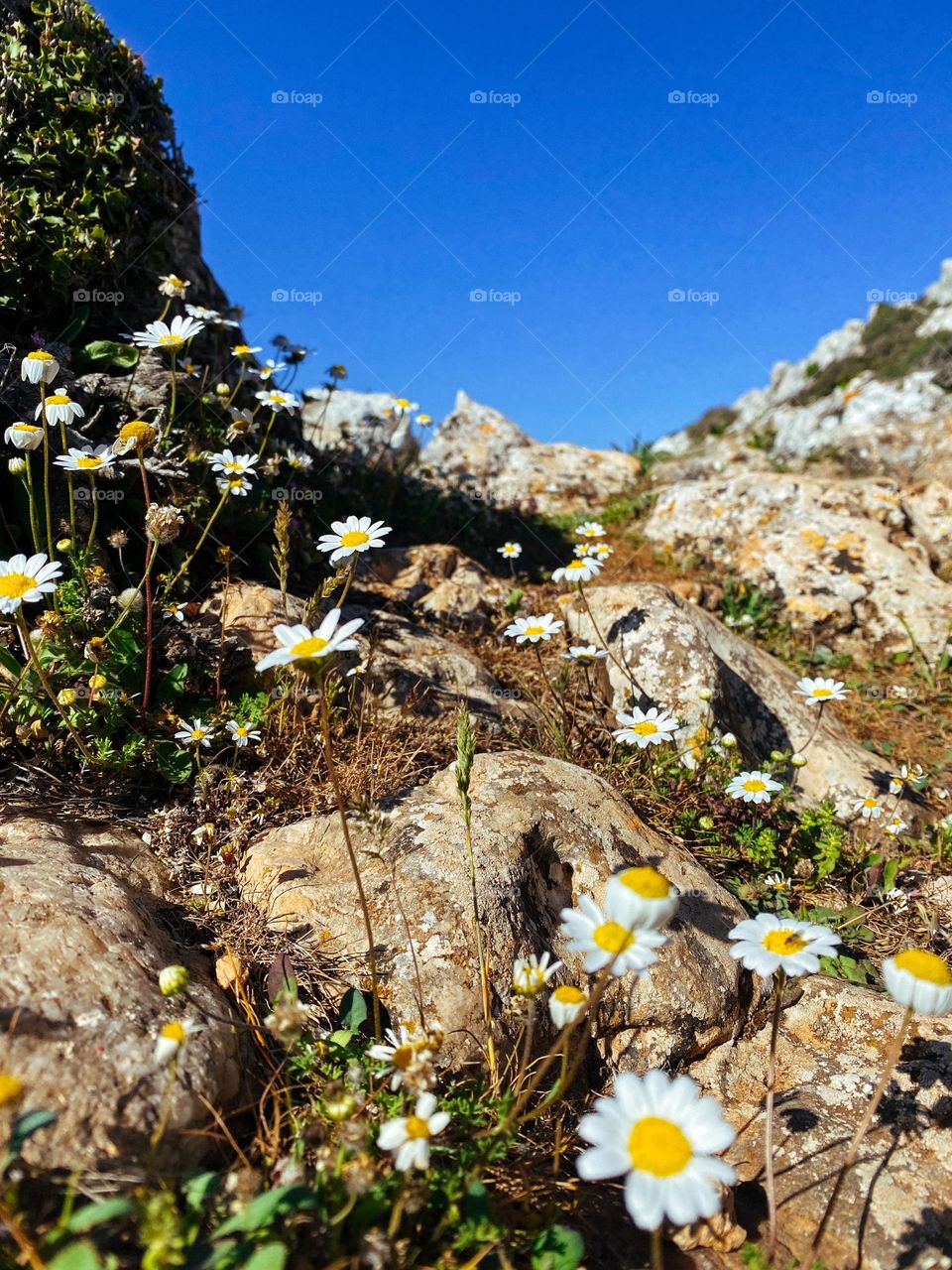 Wild camomile in the mountains under blue sky