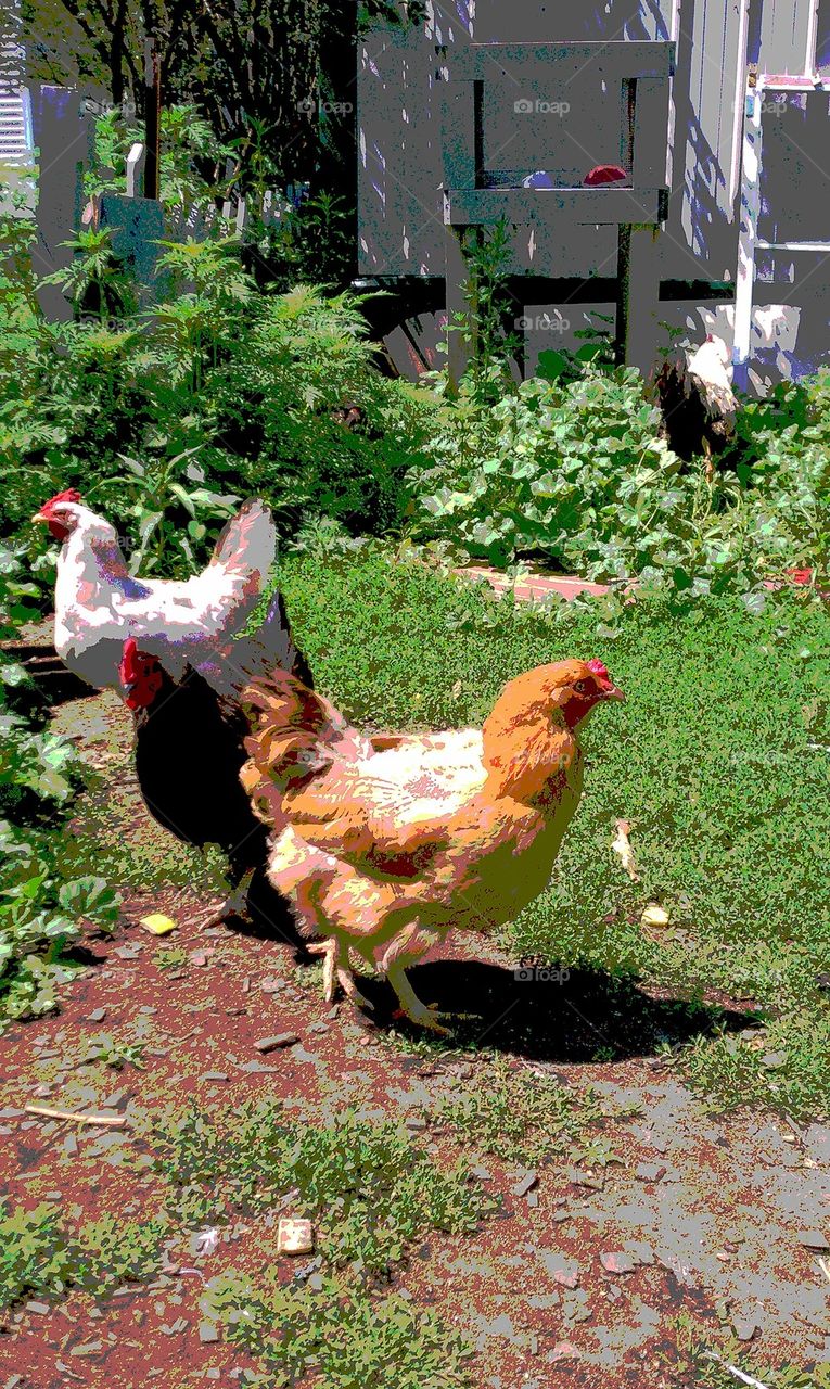 One Chick, Two chick, three