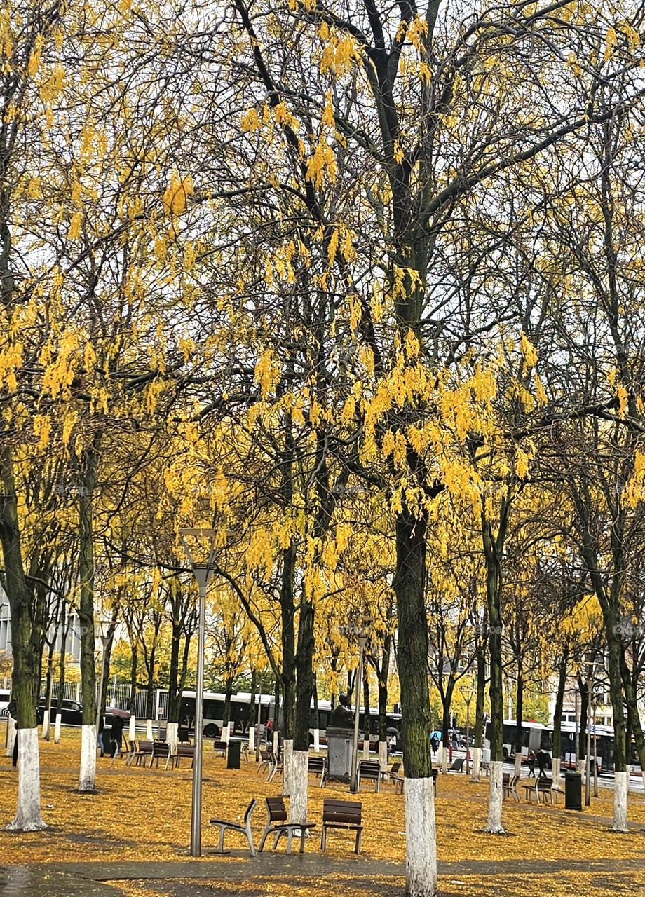 automne à Bruxelles