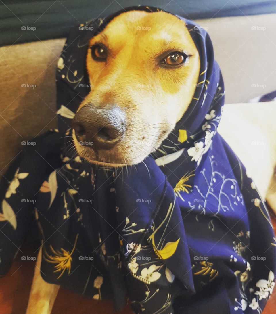 Stylish scarf doggo