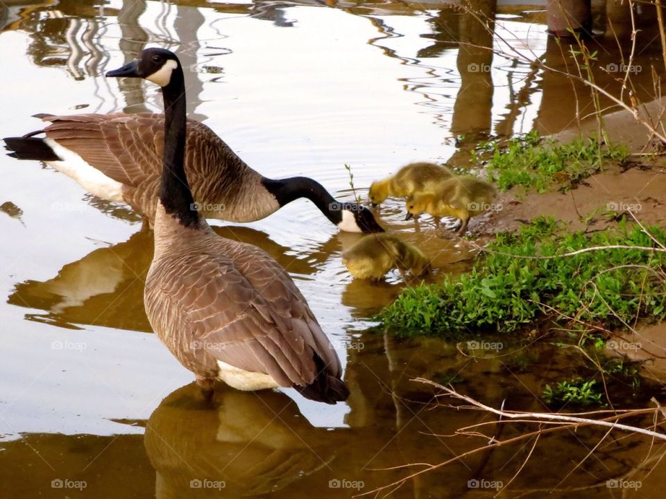 Reflection of geese and goslings in water