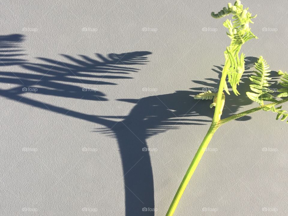 Shadow of a young fern
