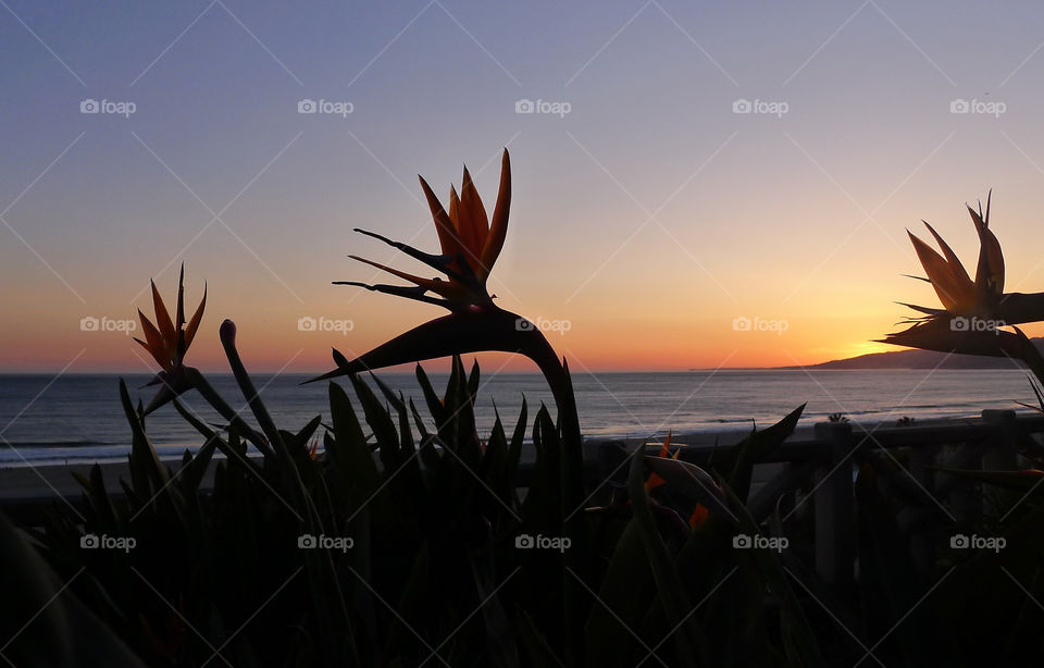 sunset, ocean, coast