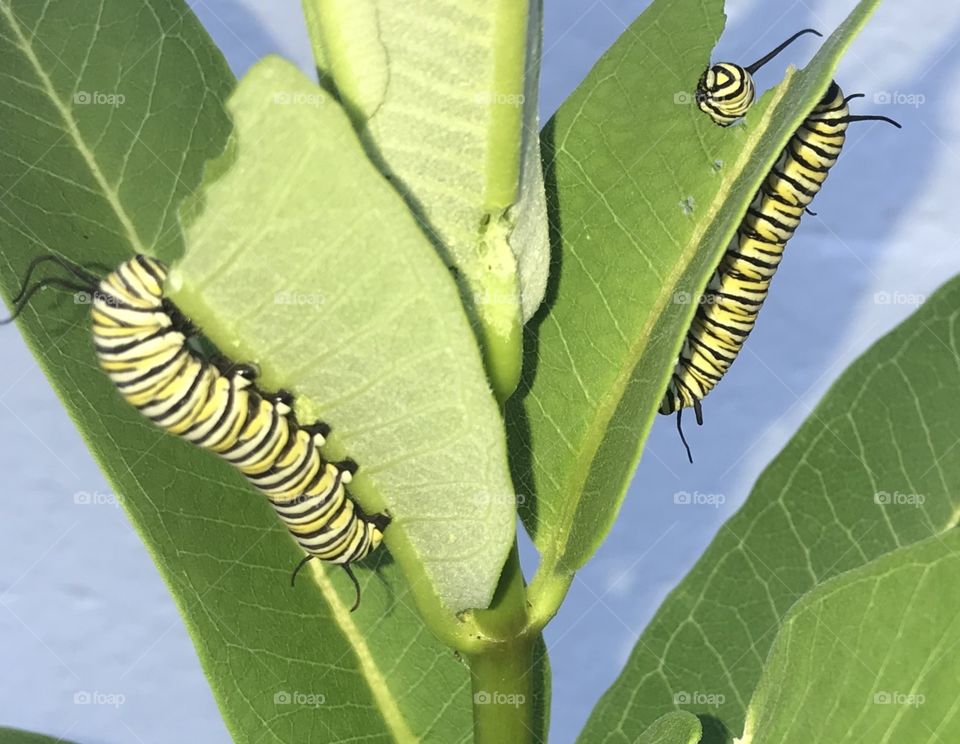 Monarch butterfly caterpillar eating Milkweed leaves 