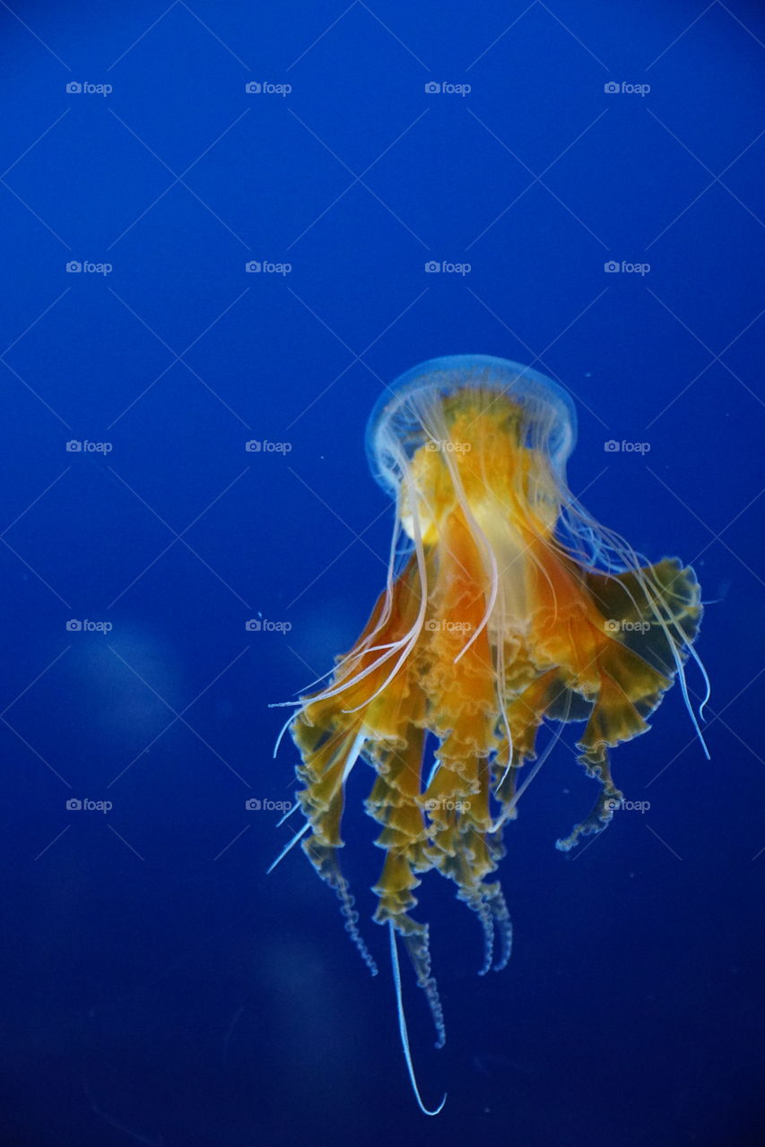 Orange jelly fish