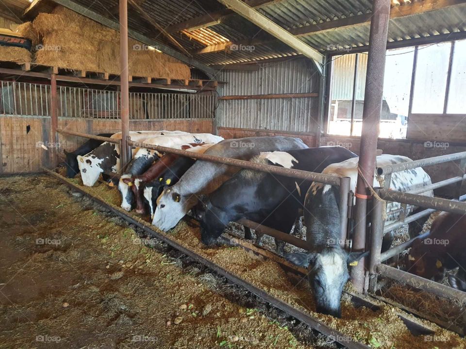 A group of cows eating.