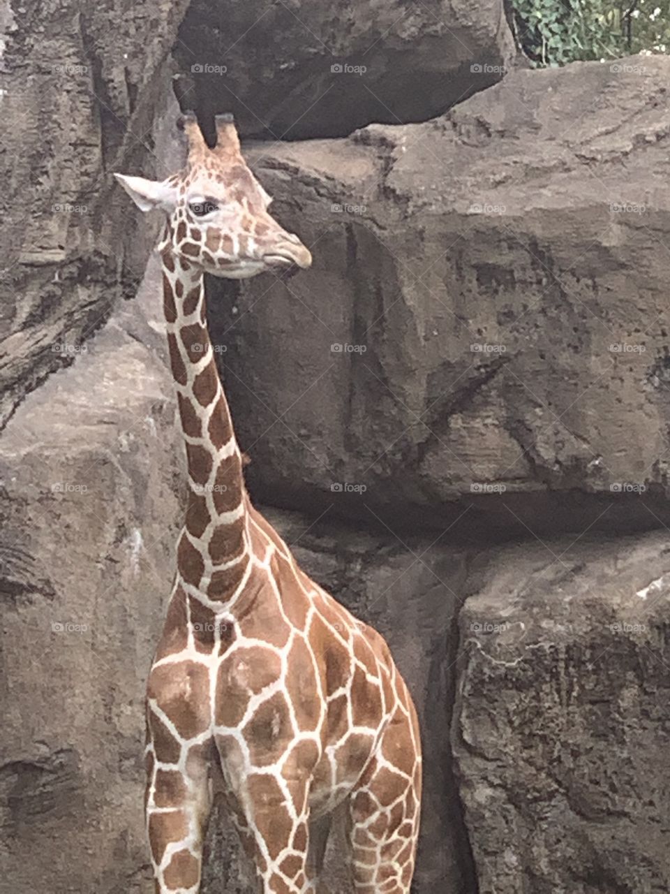 Giraffe 