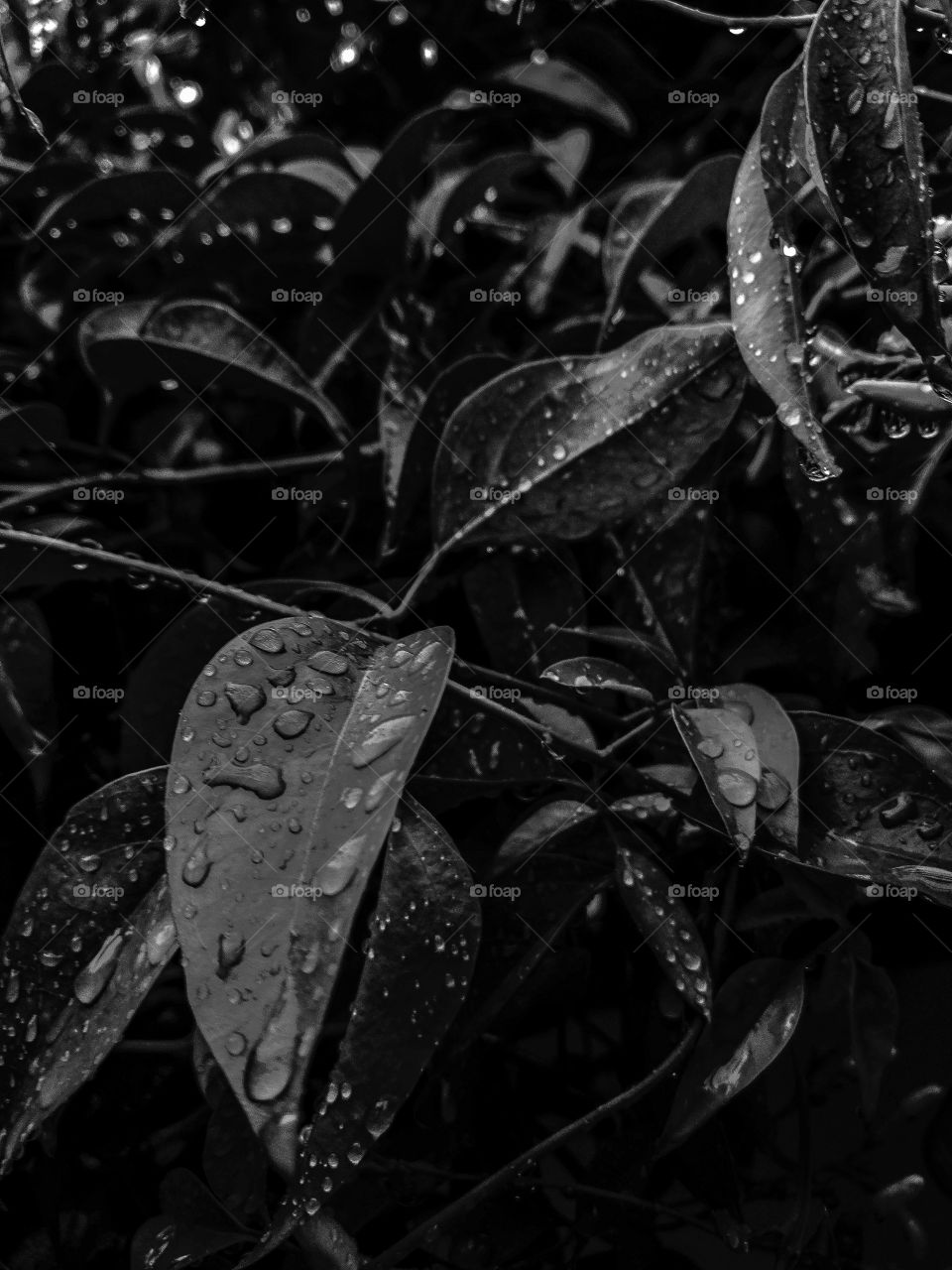 water droplets on the leaves