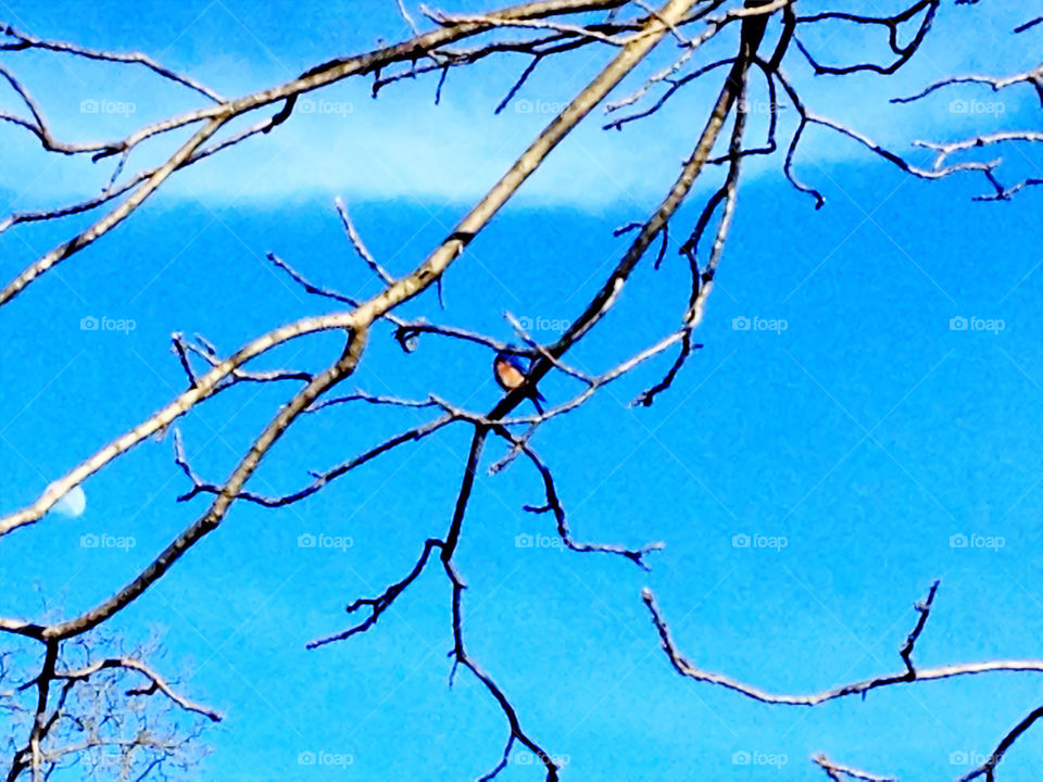 Bluebird in the Tree