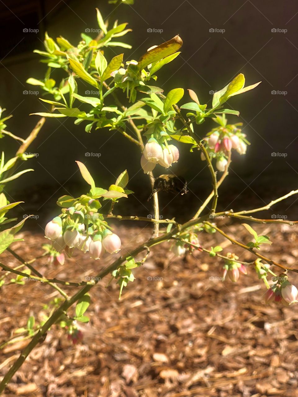 Bumblebee flying through new blossoms on blueberry bush 