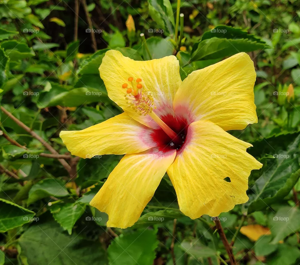 yellow flower