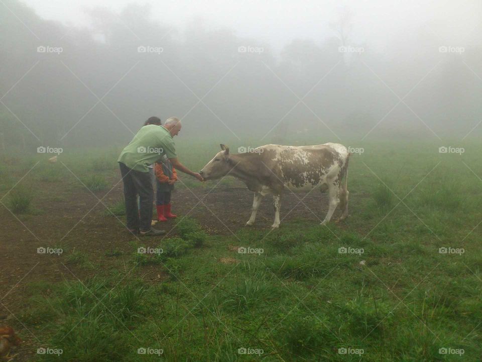 vovô alimentando a vaca