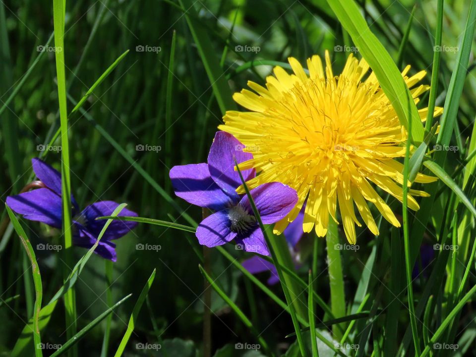 Dandelion and violets