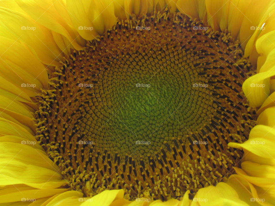sunflower ripens
