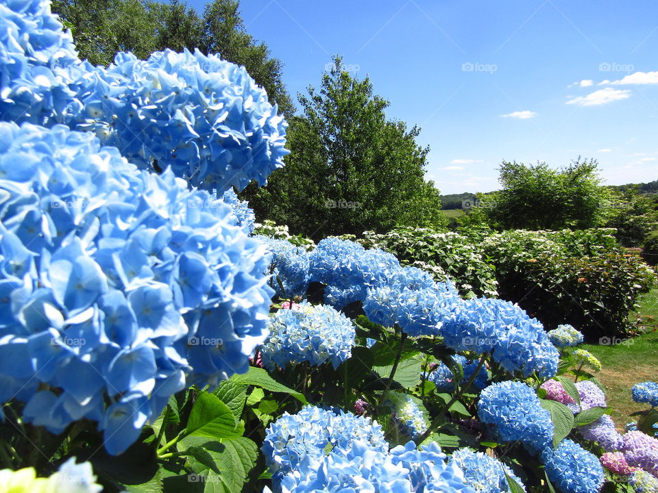 Blue Hydrangea