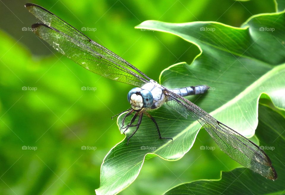 Dragonfly!