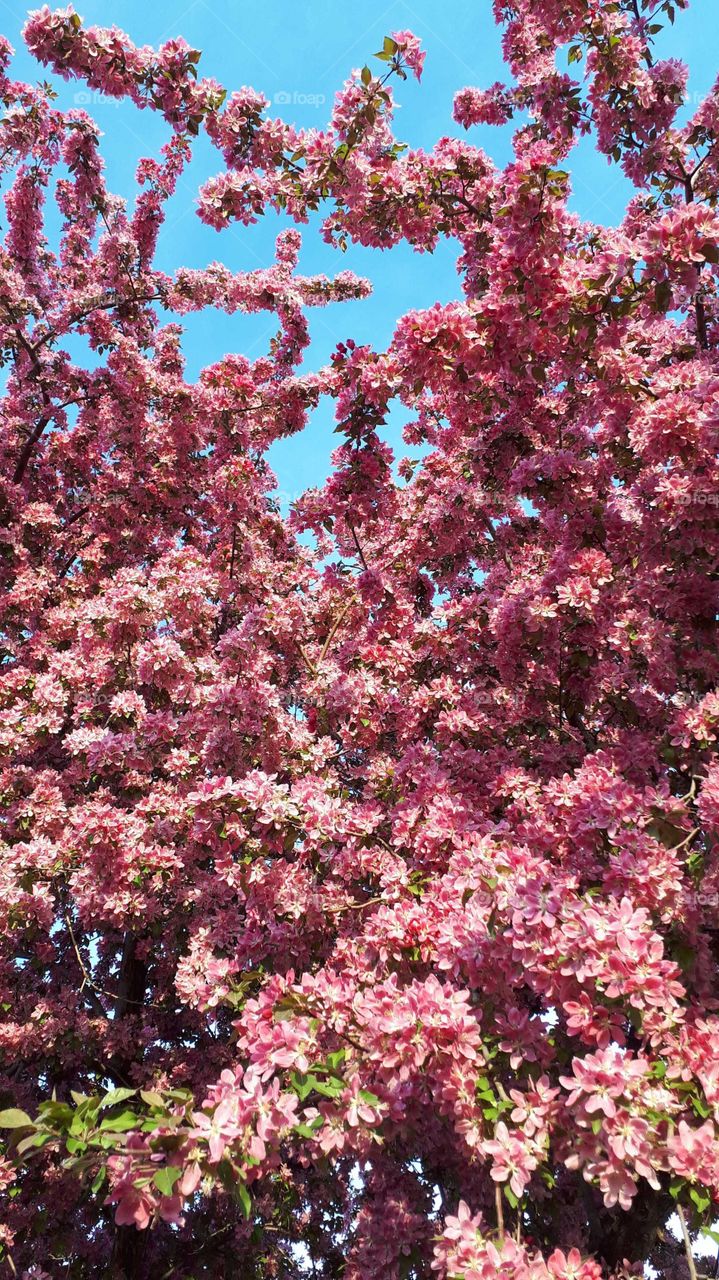 Pink springtime explosion