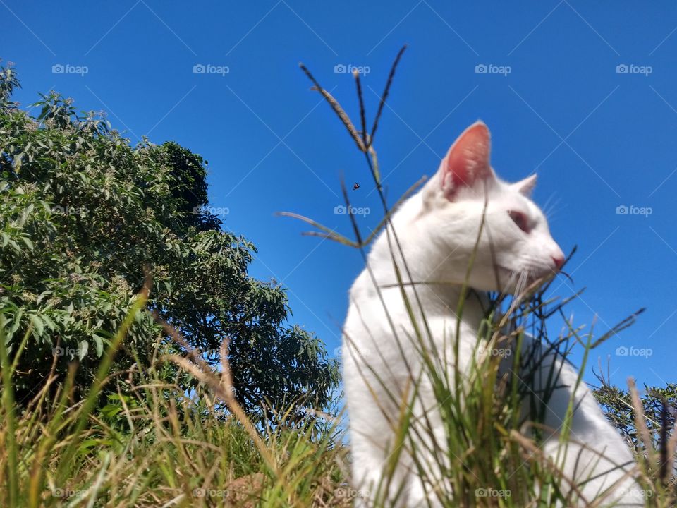 gato branco