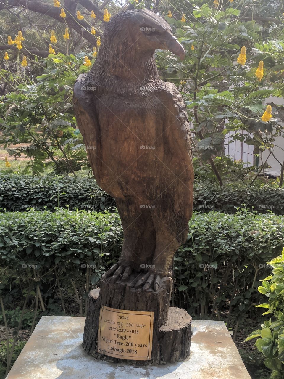 Eagle of the woods