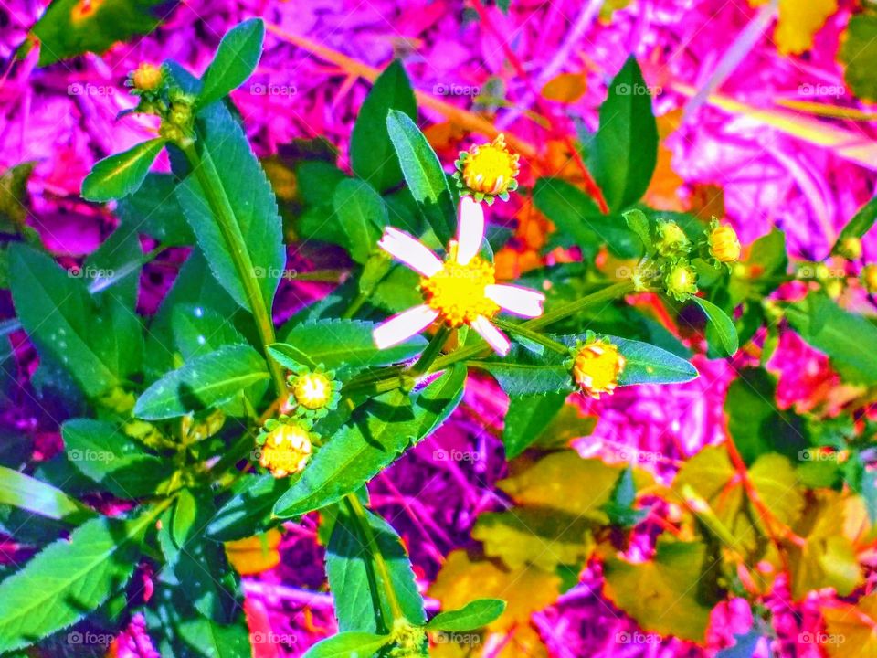 Fuchsia and Flowers