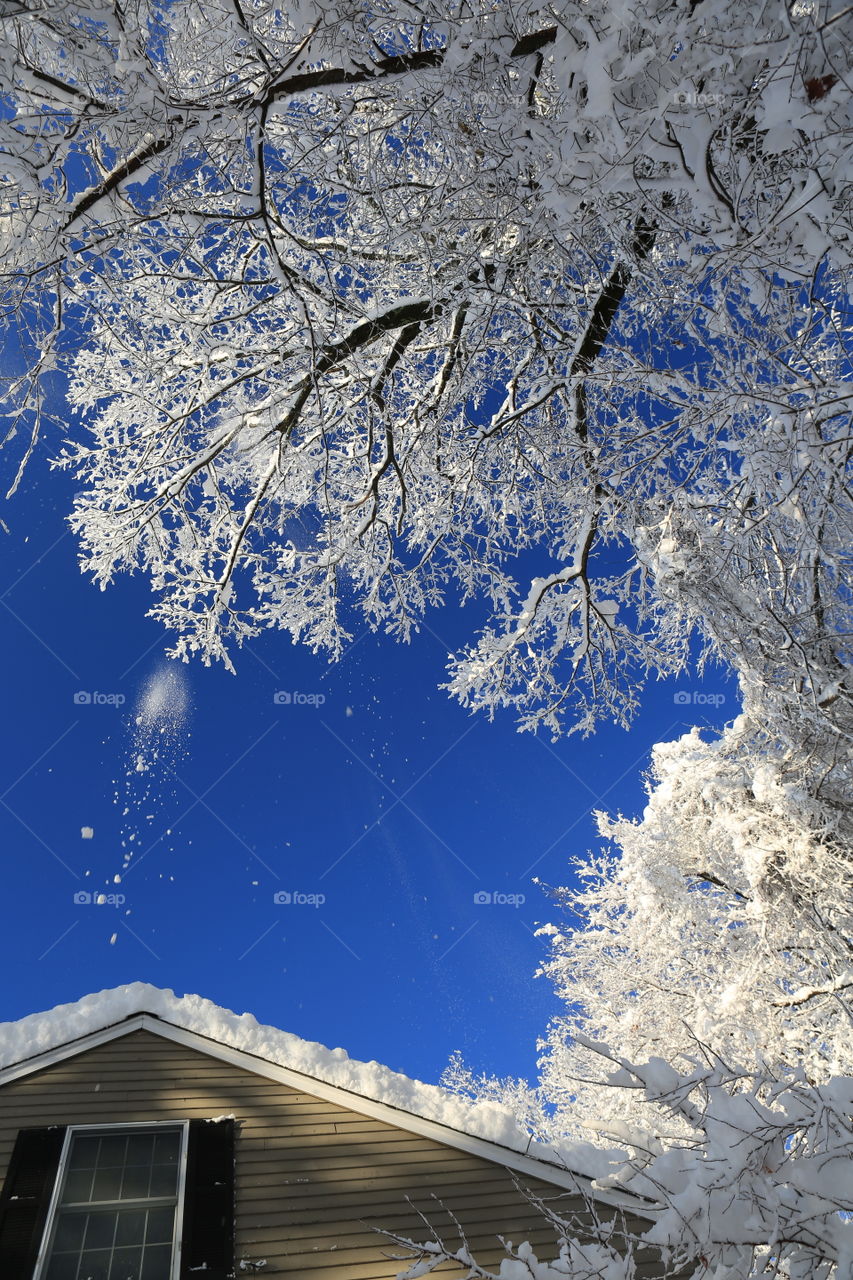 After storm, frozen tree 