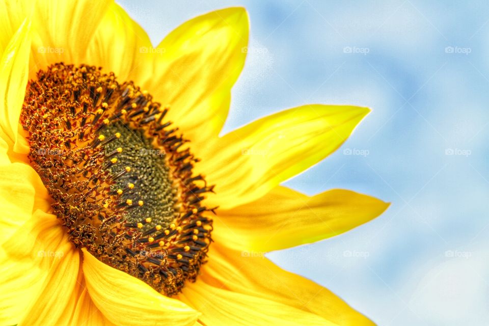 Bright Yellow Sunflower. A close up image of a bright yellow sunflower on a sunny, summer's day.