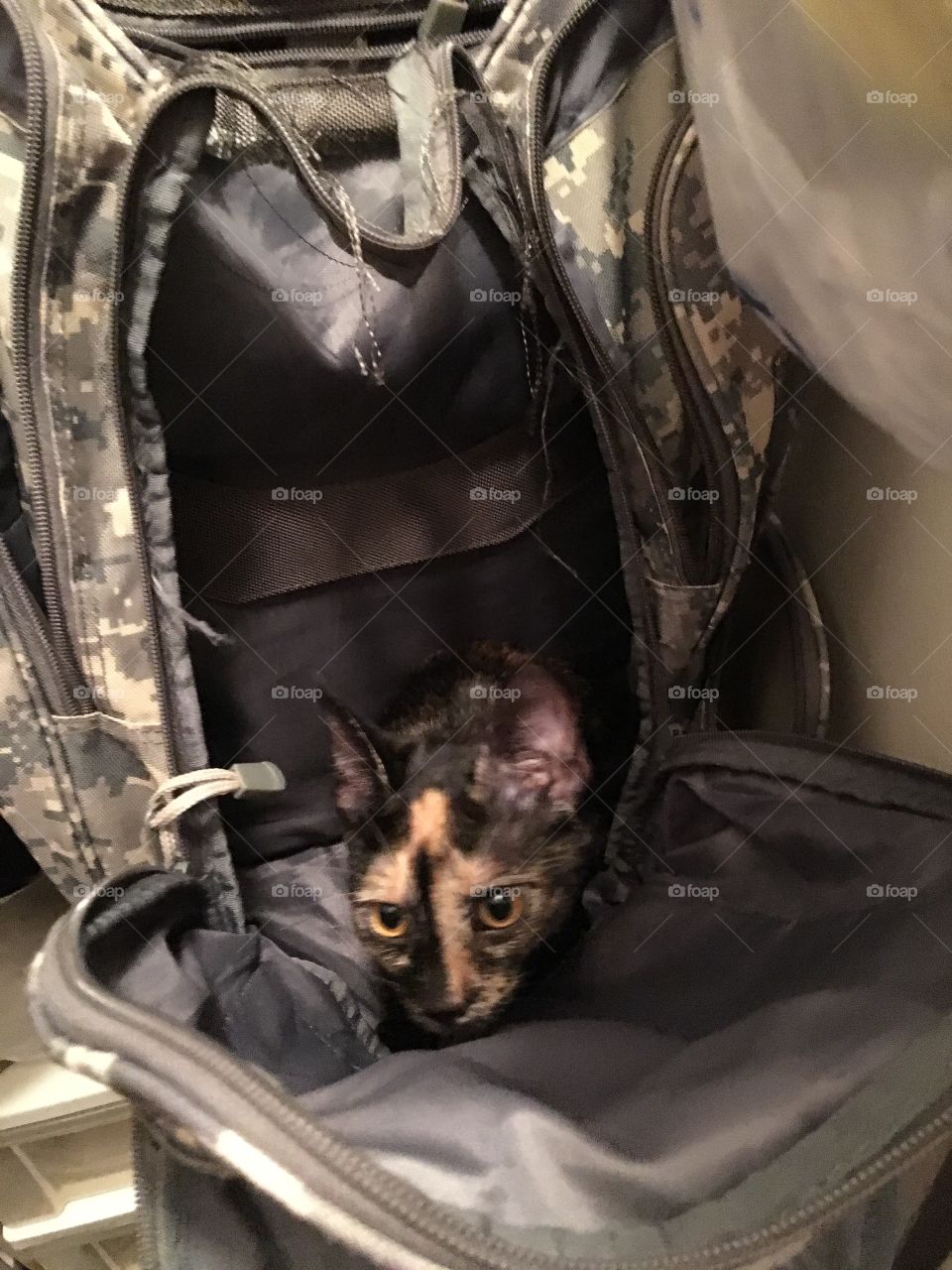 Cat in the bag