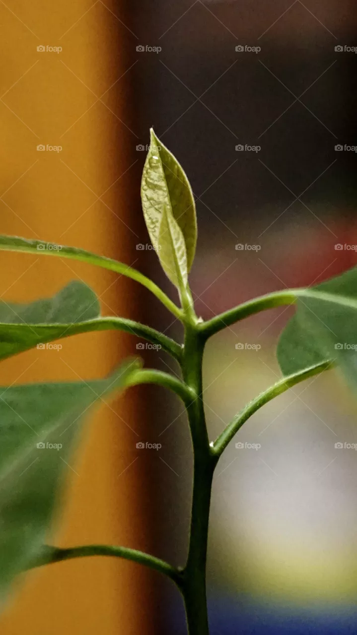 Plant