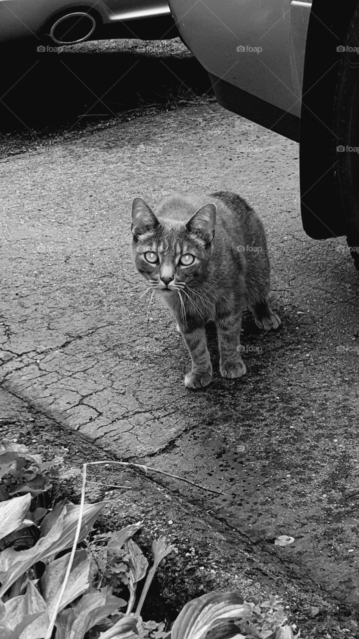 B&W Curious Cat