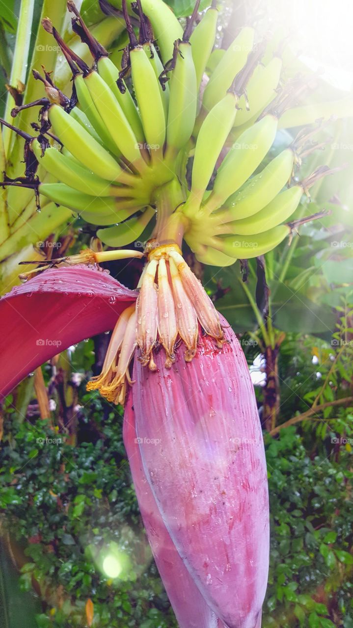 tropical bananas