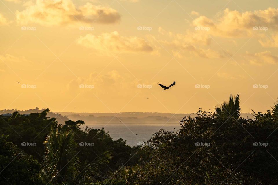 🌫 volando alto 🦅