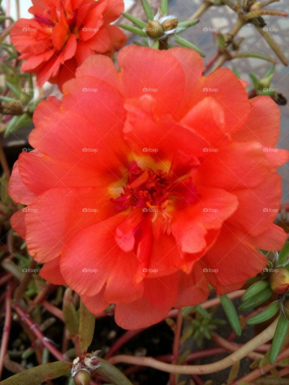 Moss rose