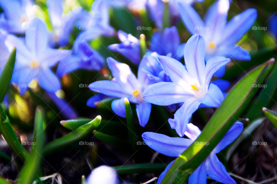 garden yellow flower blue by Stianphoto