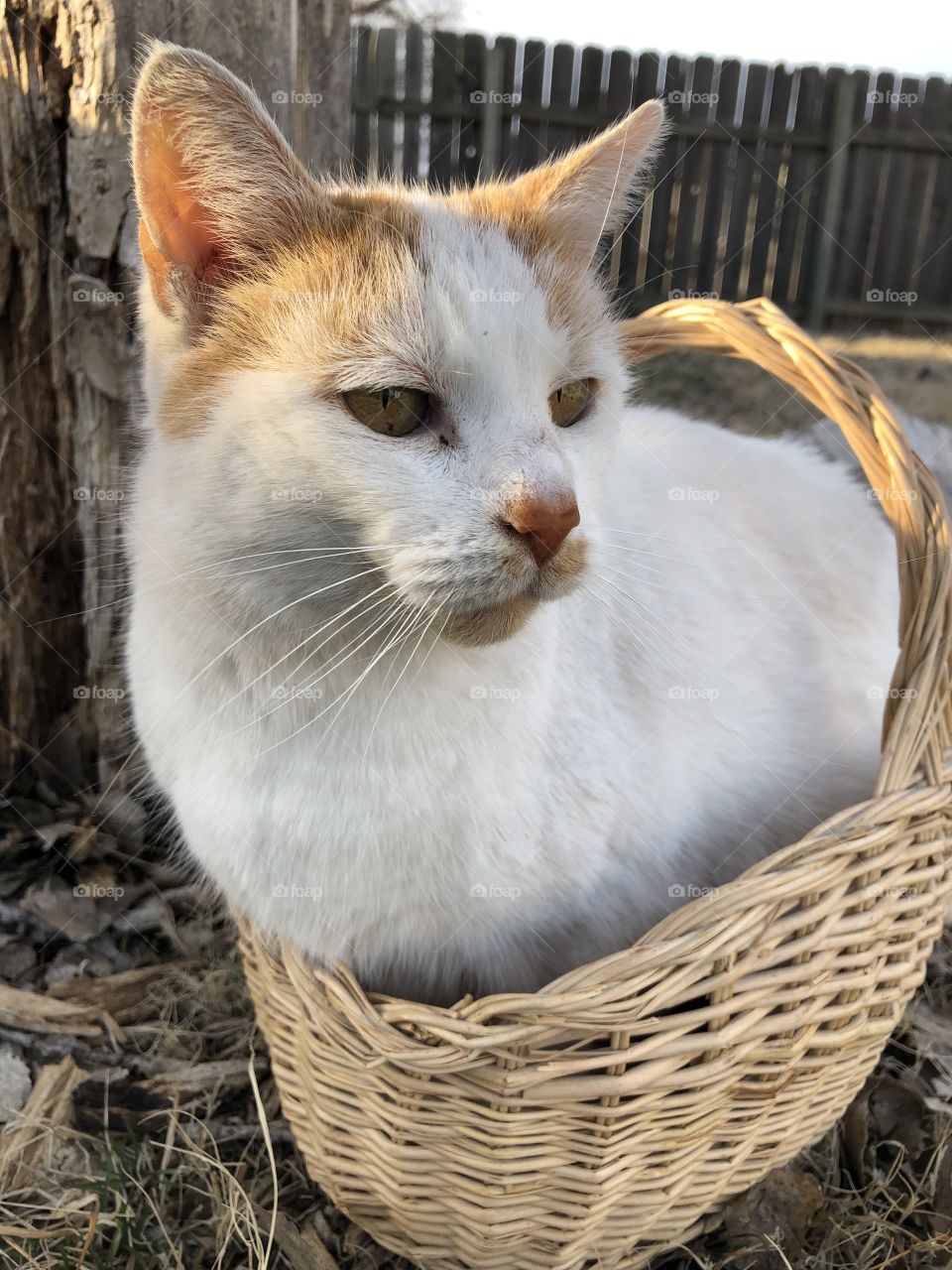 Moggie in basket