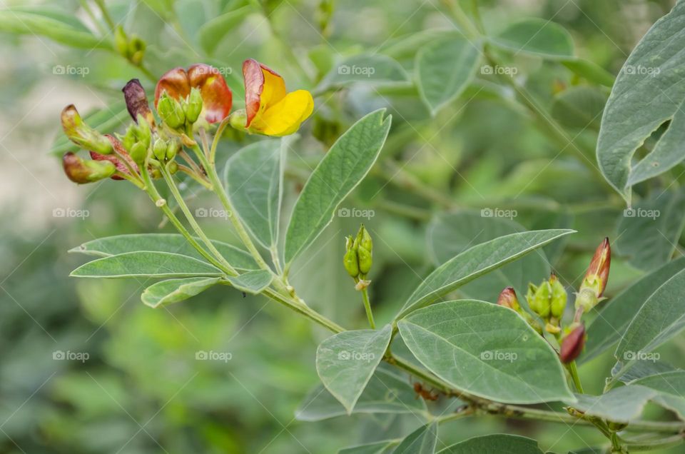 Pigeon Peas Blossoms