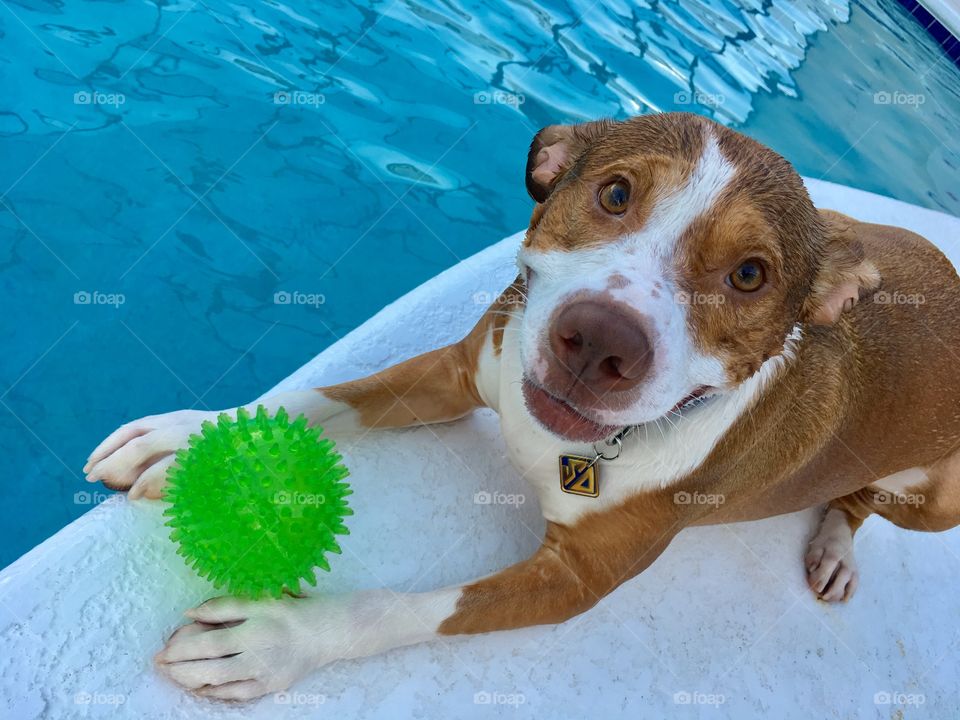 A very happy wet rescue dog and his ball poolside
