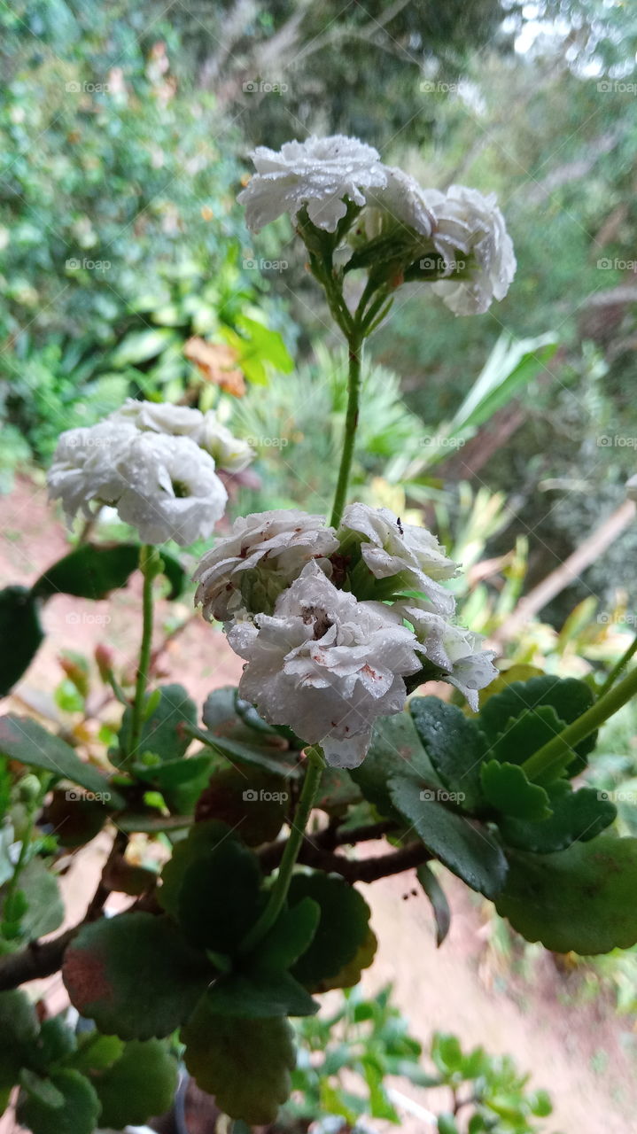 White flowers