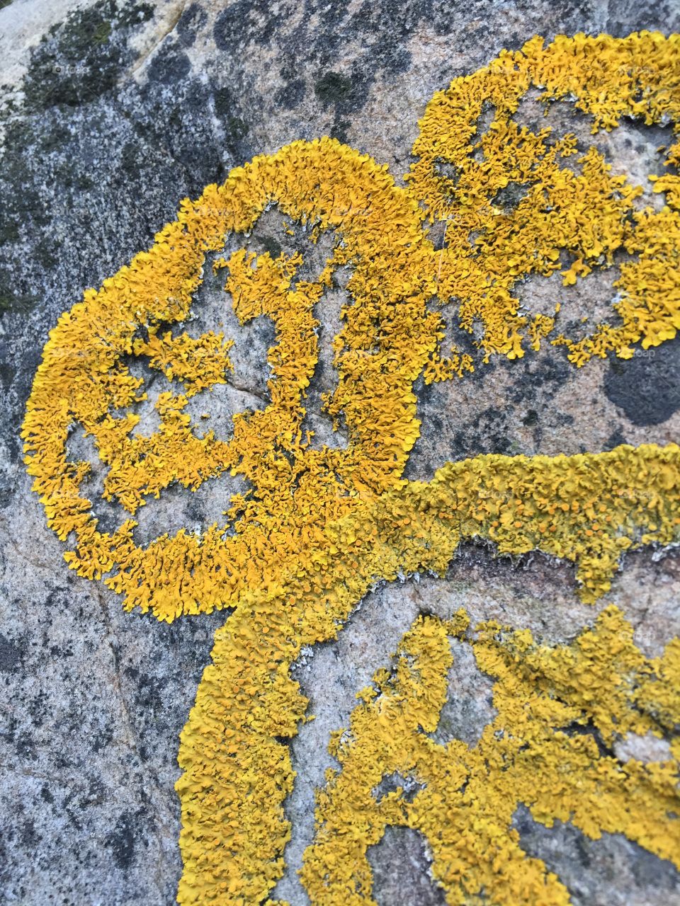 Yellow lichen