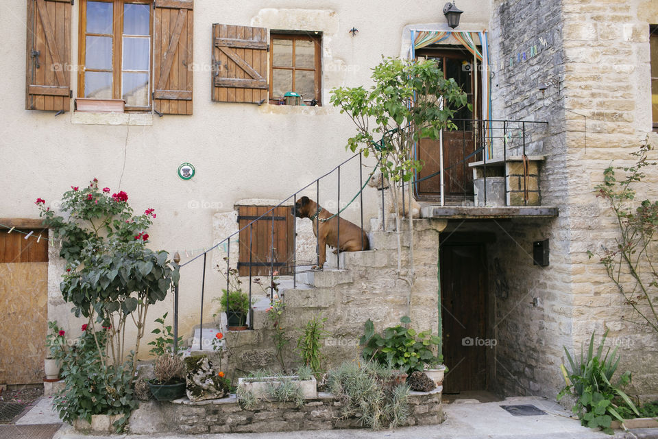 Dogs waiting for their owner on steps in French village 