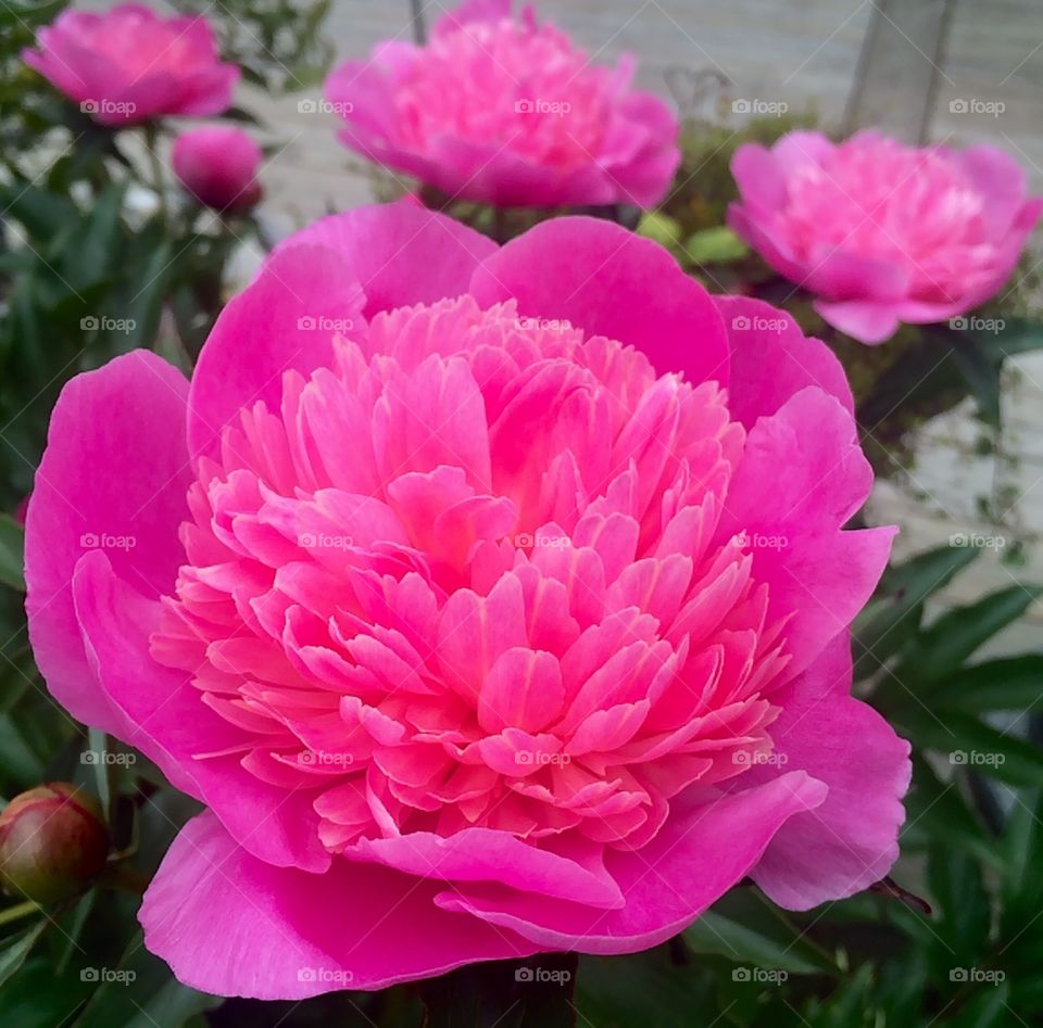 Peony. In my garden